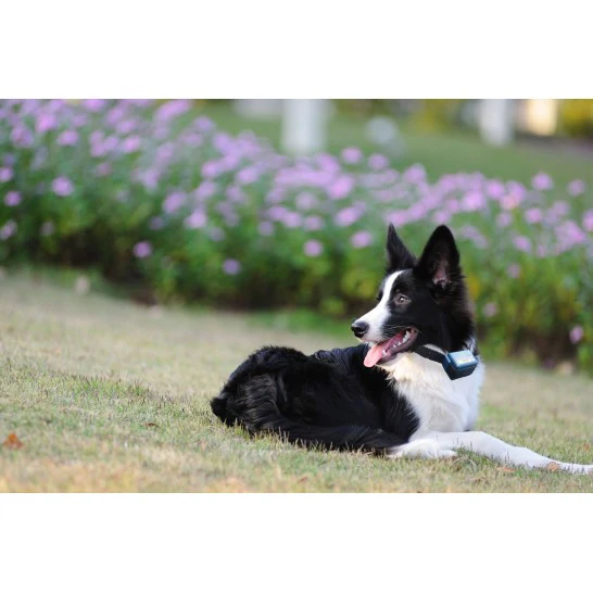 Collar Antiladridos NUM'AXES Canicalm - Imagen 7